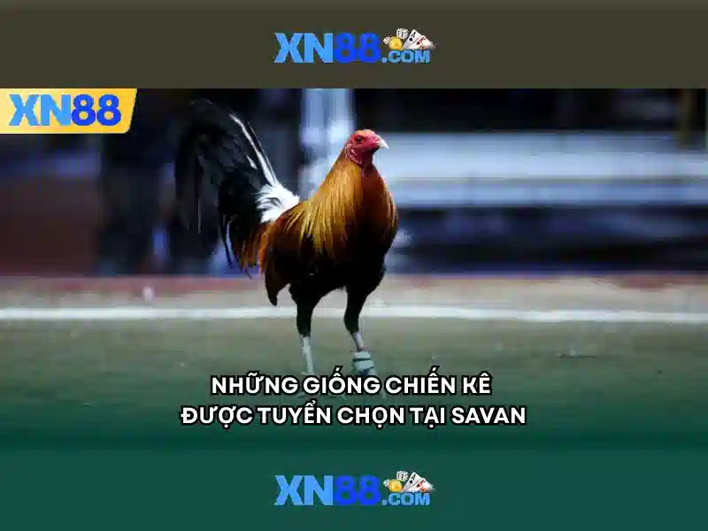 XN88 nạp tiền - xn88 XN88 nạp tiền - xn88